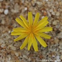 Launaea sarmentosa (Willd.) Kuntze